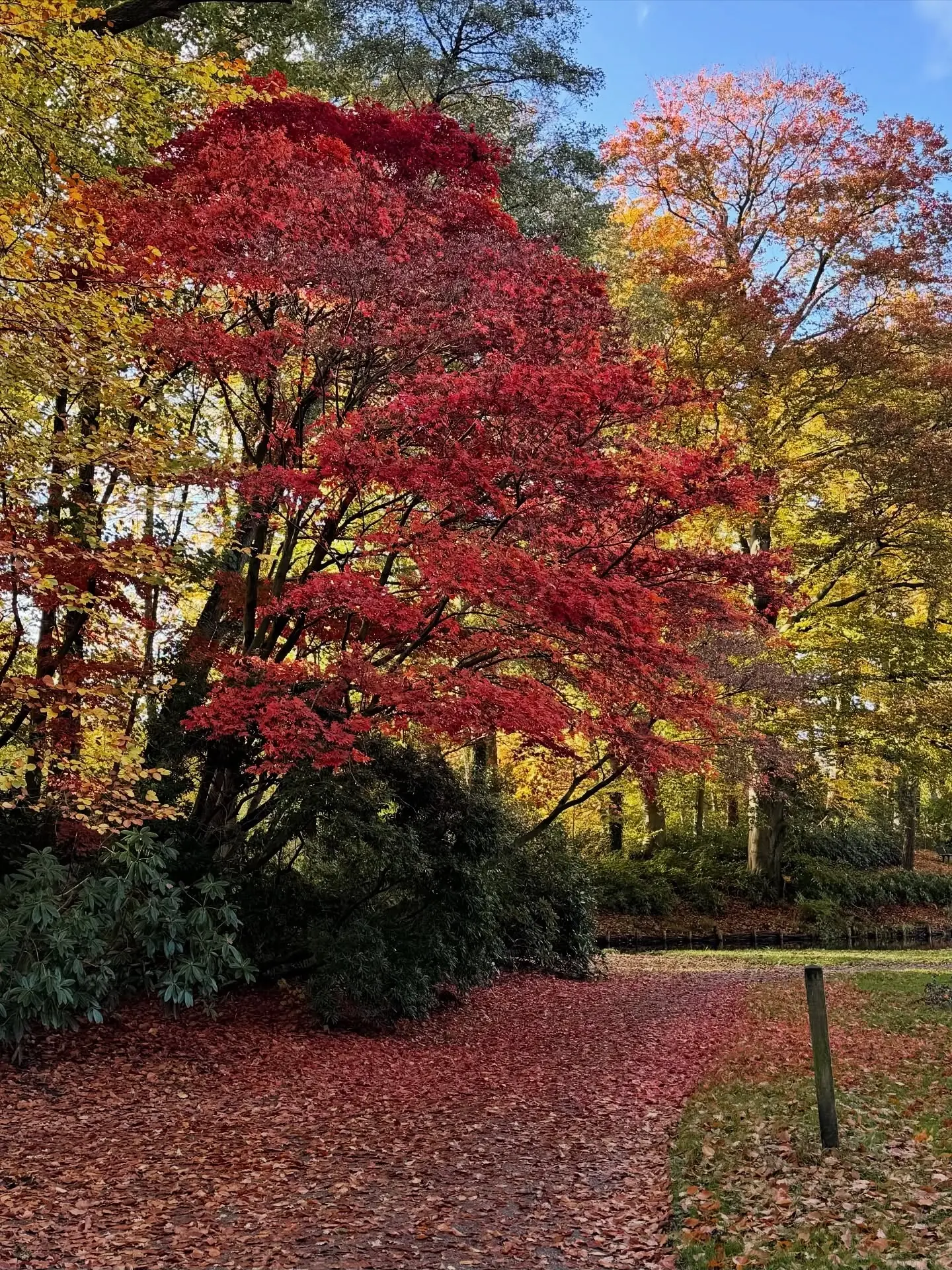 Velours et thé brûlant - Image 2